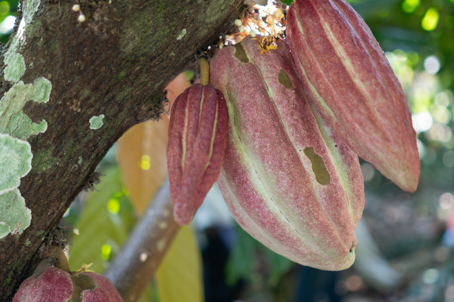 Fresh-Roasted Cacao Nibs