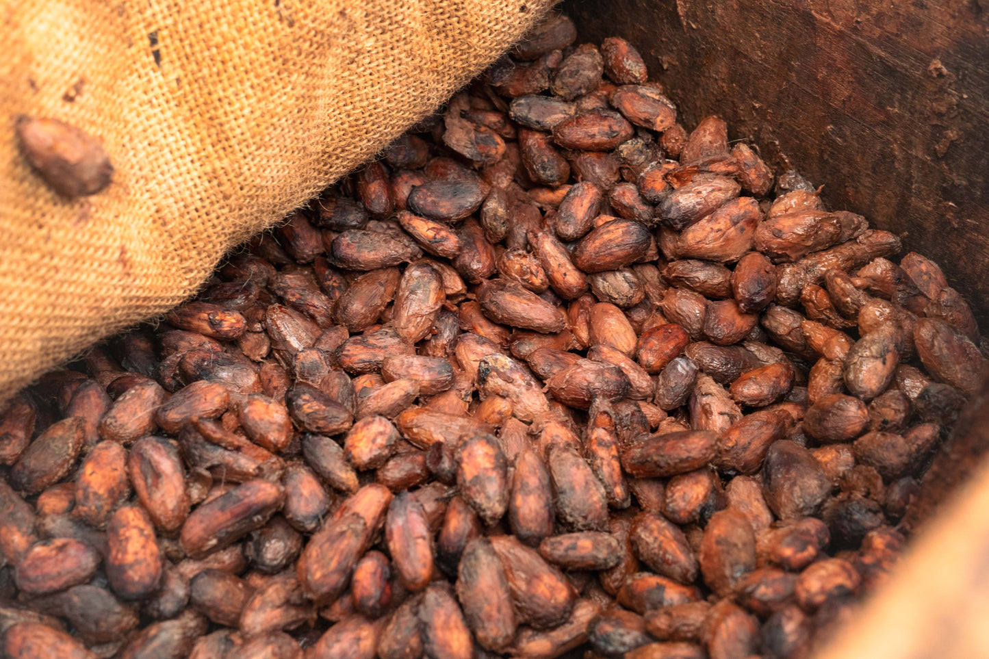 Fresh-Roasted Cacao Nibs