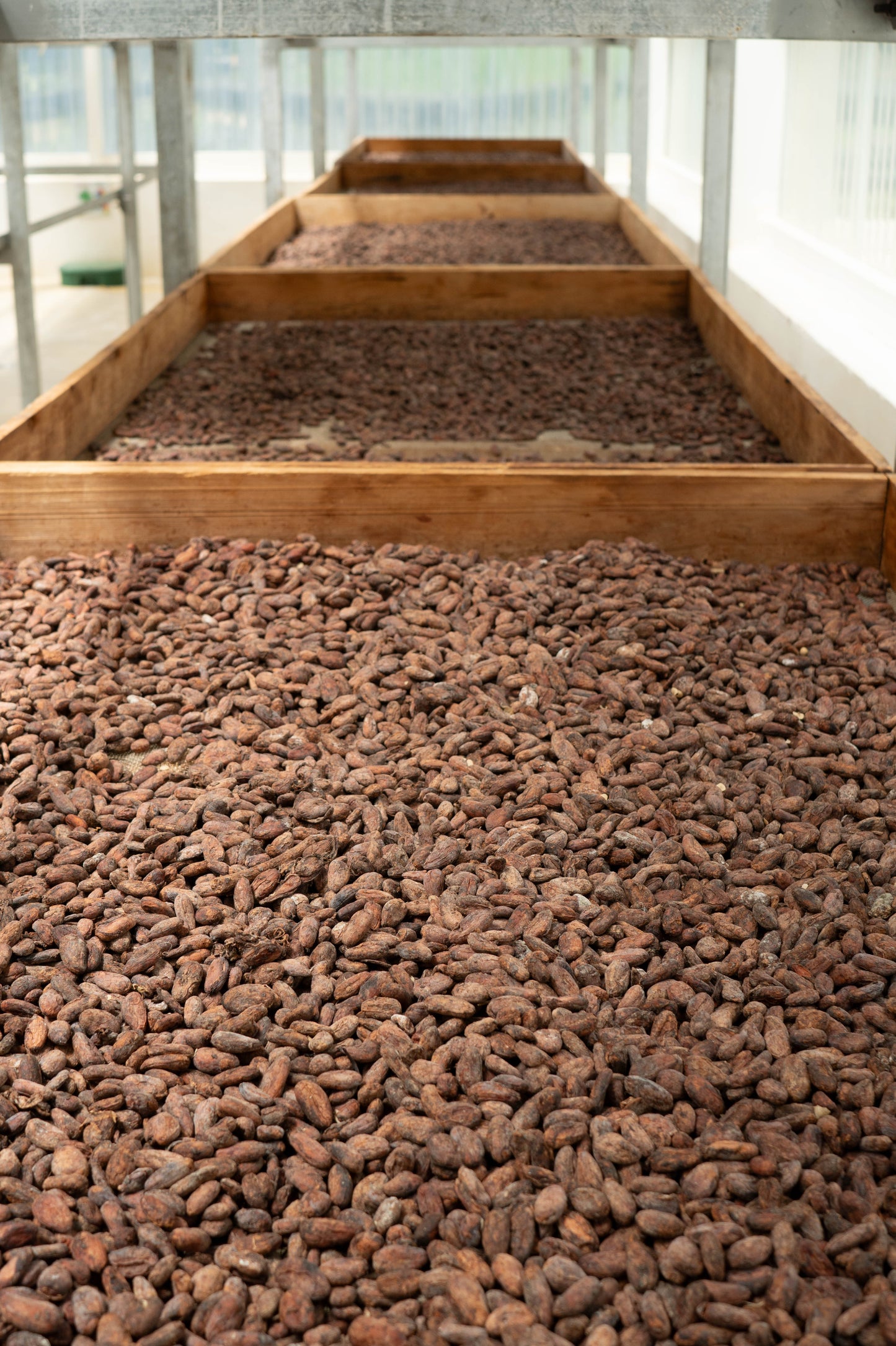 Fresh-Roasted Cacao Nibs