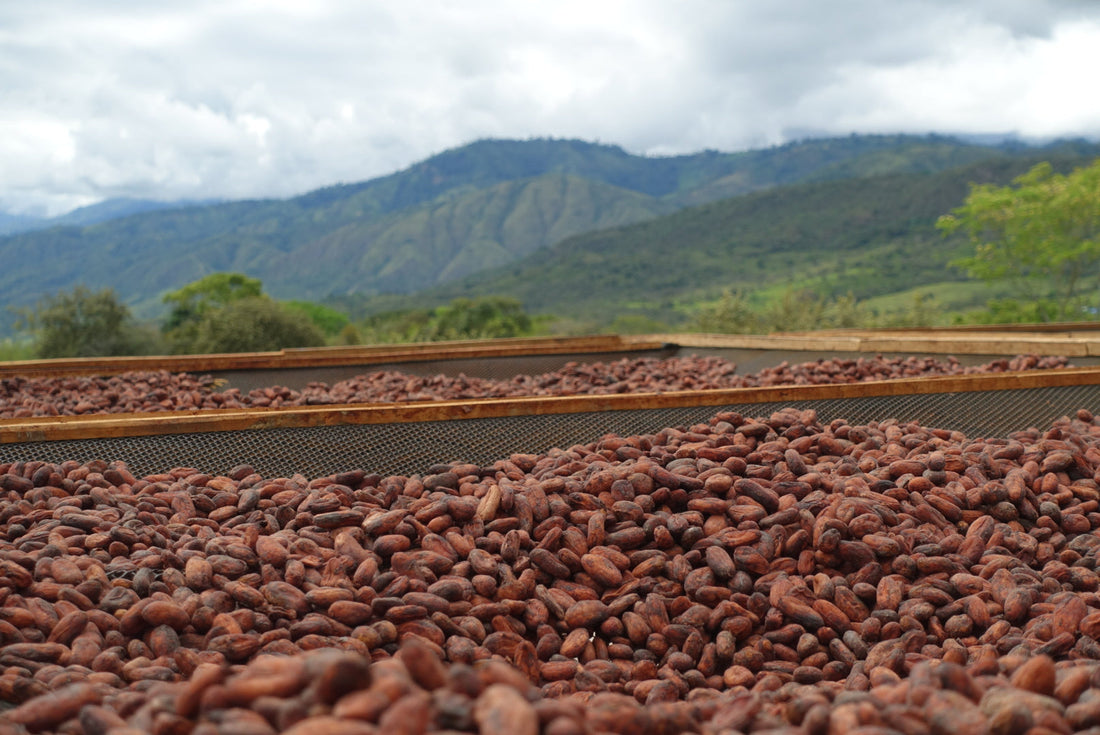 Grand Jury Finalist: Single-Origin Colombia
