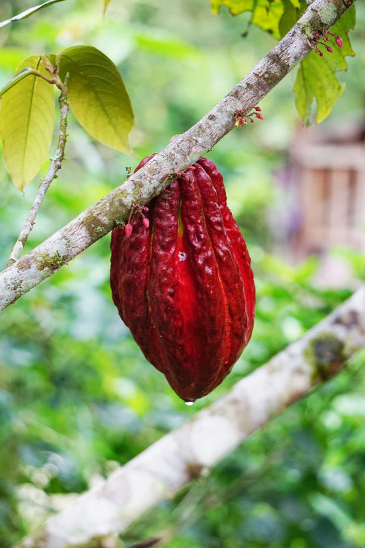 Why is our chocolate more expensive than the grocery store stuff?